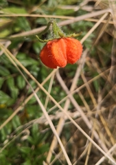 Caiophora contorta