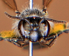 Andrena nasonii