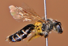 Andrena nasonii