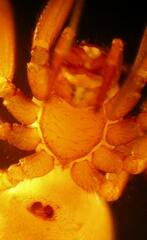 Wubana atypica