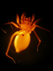 Wubana atypica