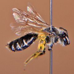 Andrena nasonii
