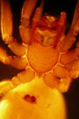 Wubana atypica