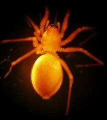 Wubana atypica