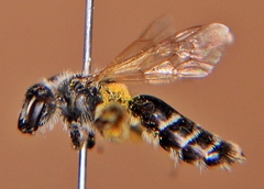 Andrena nasonii