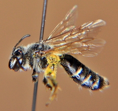 Andrena nasonii