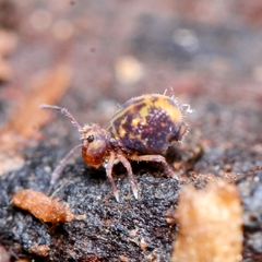 Dicyrtomidae