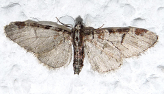 Eupithecia insigniata