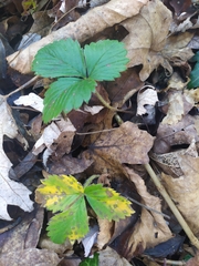 Ramularia grevilleana