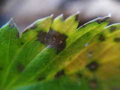 Ramularia grevilleana