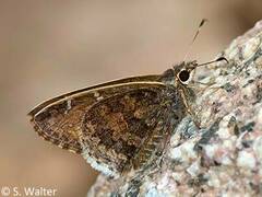 Cogia caicus