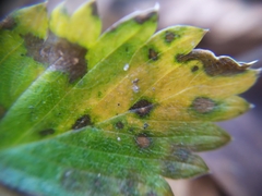 Ramularia grevilleana