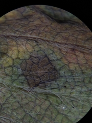 Ramularia grevilleana