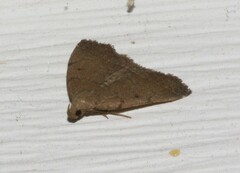 Zanclognatha protumnusalis