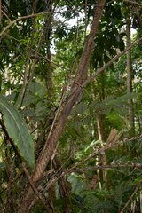 Calamus moti