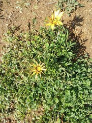 Asteraceae