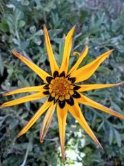 Asteraceae