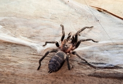 Acanthogonatus pissii