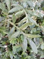 Asteraceae