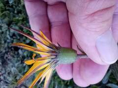 Asteraceae