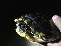 Trachemys scripta scripta