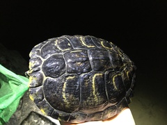 Trachemys scripta scripta