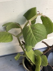 Coleus amboinicus