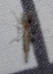 Chaoborus punctipennis