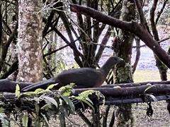 Chamaepetes goudotii