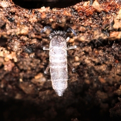 Entomobryomorpha