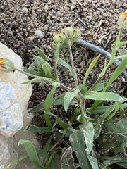 Calendula arvensis