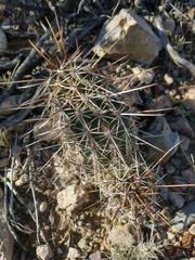 Echinocereus engelmannii fasciculatus