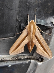 Theretra silhetensis