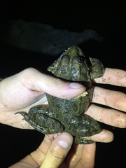 Pelophylax ridibundus