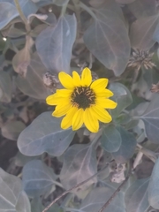 Helianthus niveus