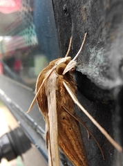 Theretra silhetensis