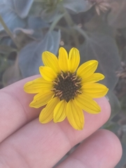 Helianthus niveus