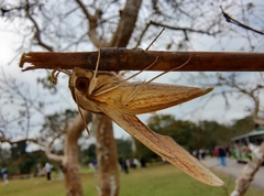 Theretra silhetensis