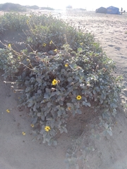 Helianthus niveus