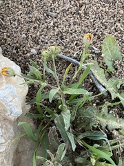 Calendula arvensis