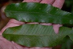 Lastreopsis poecilophlebia