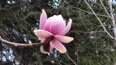 Magnolia campbellii