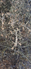 Cyclolepis genistoides