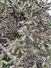 Quercus durata