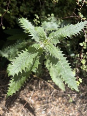 Urtica ferox