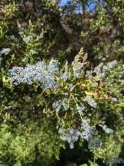 Ceanothus spinosus