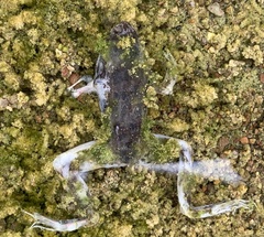 Lithobates yavapaiensis