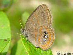 Neonympha areolatus