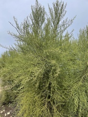Cupressus forbesii