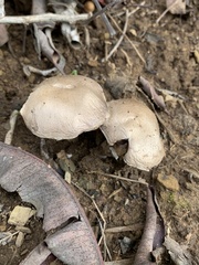 Coprinopsis uliginicola